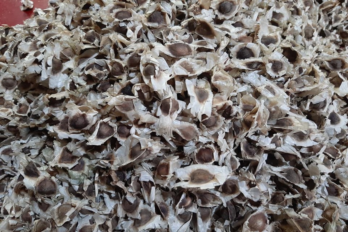 Moringa-Samen from Kenia